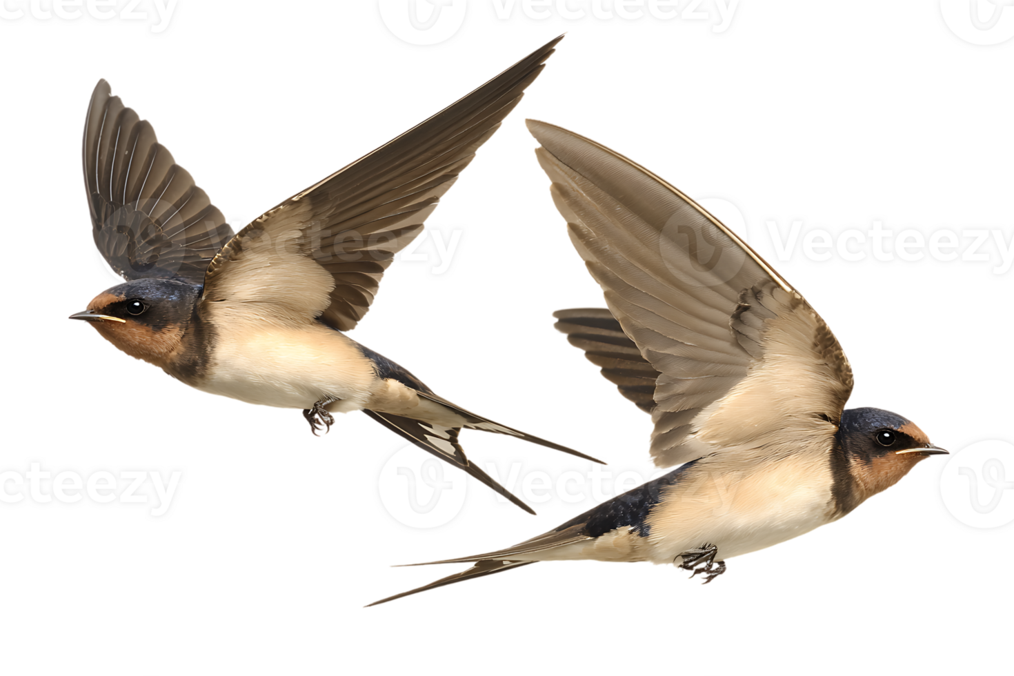 Two Barn Swallows Flying with Brown Beige and Blue Plumage Isolated on Transparent png