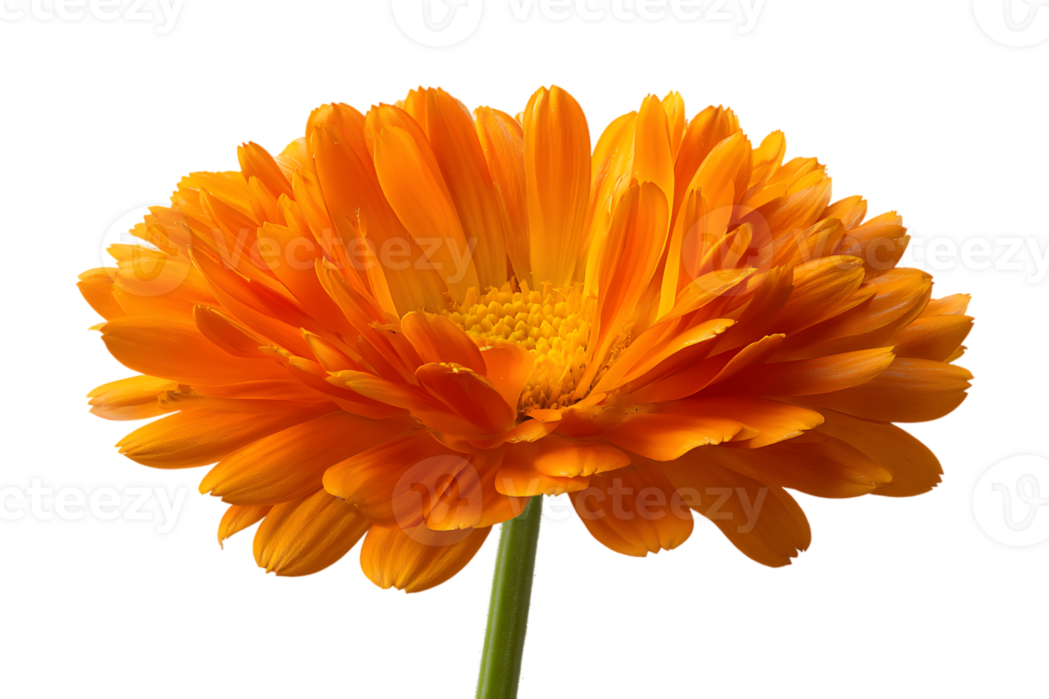 Beautiful Orange Flower Isolated On Transparent Background Detailed Close Up Floral Beauty png