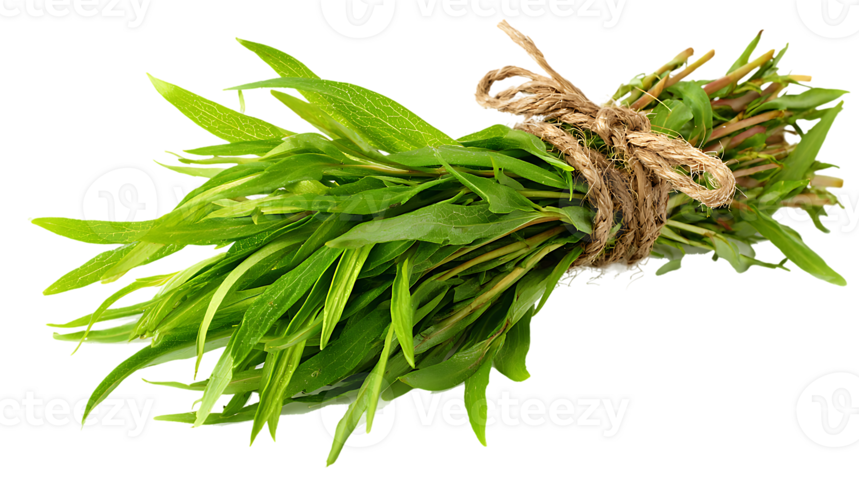 Fresh Tarragon Bunch Aromatic Culinary Herb Herb Garden Greens Isolated Photography png