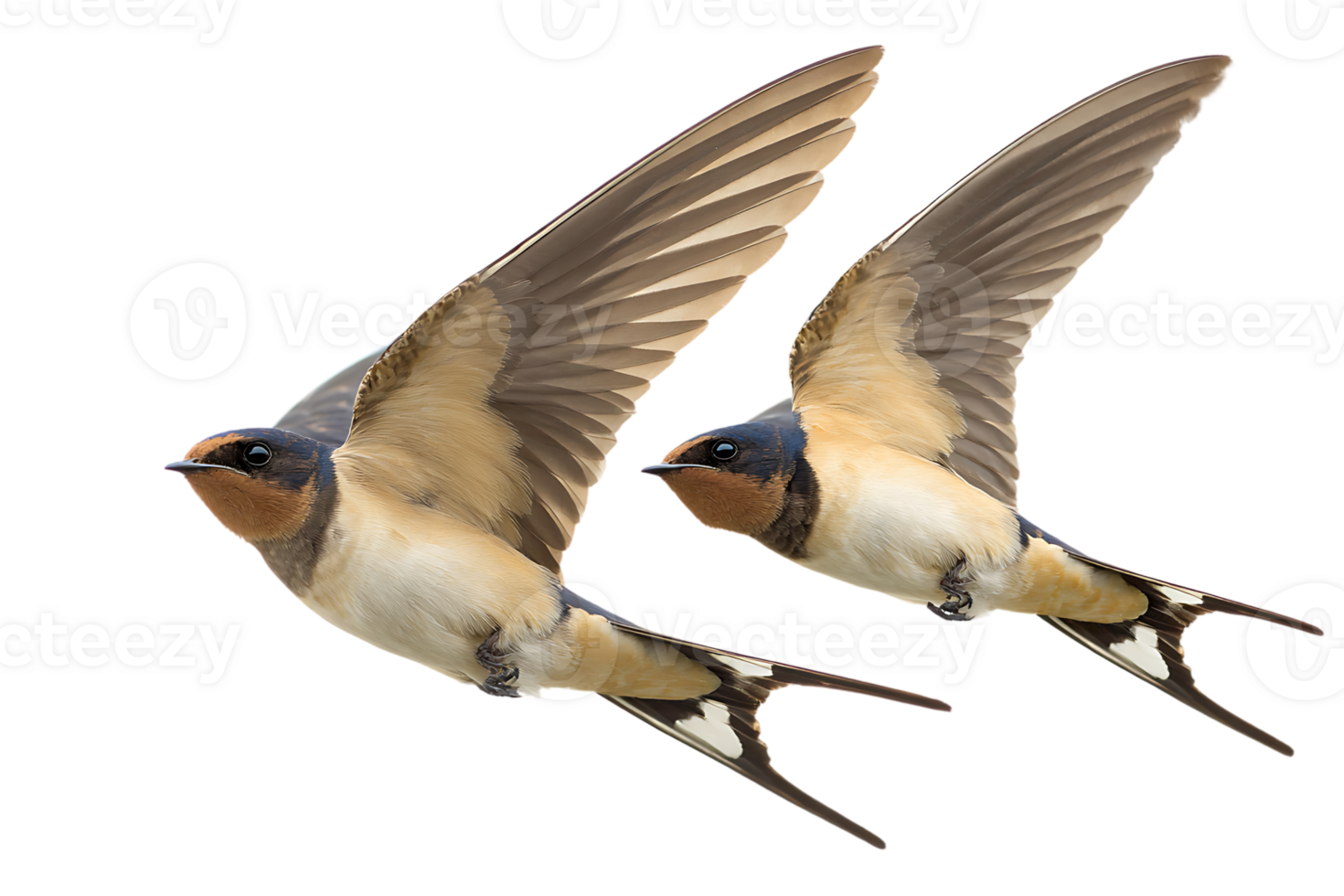 Two Barn Swallows Flying Freely Against a Black Transparent Background with Grace png