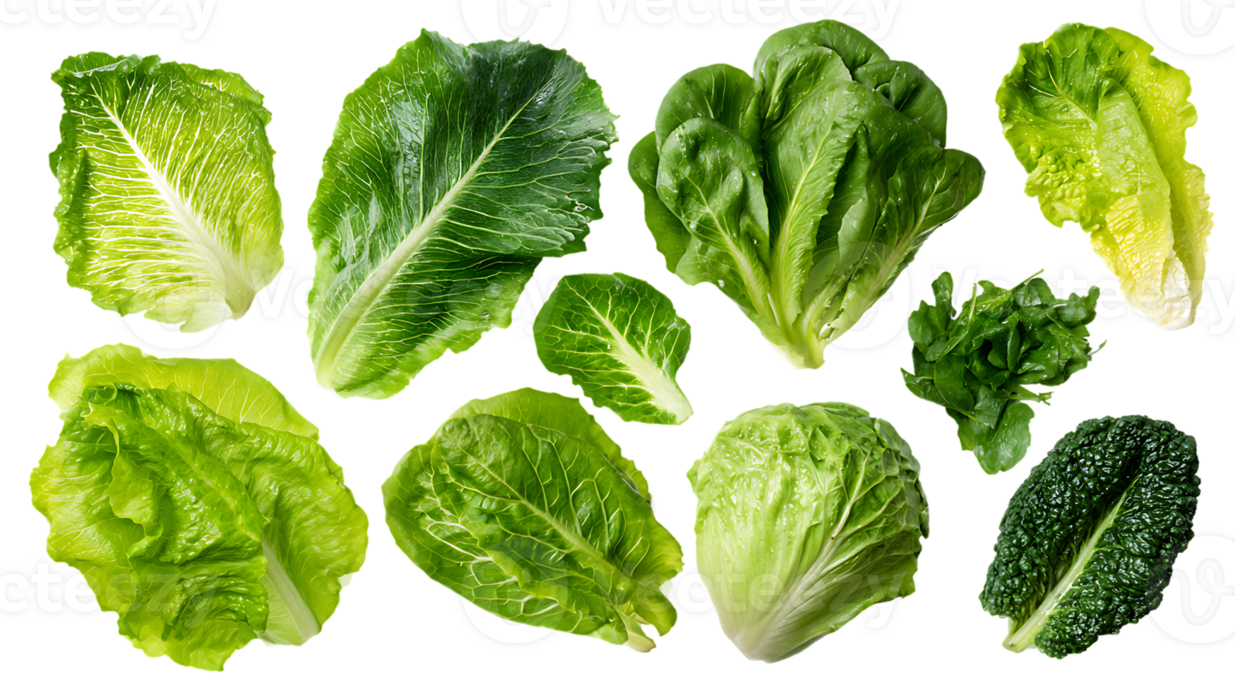 Fresh and Vibrant Assortment of Lettuce Leaves on Transparent Background Isolated for Design png