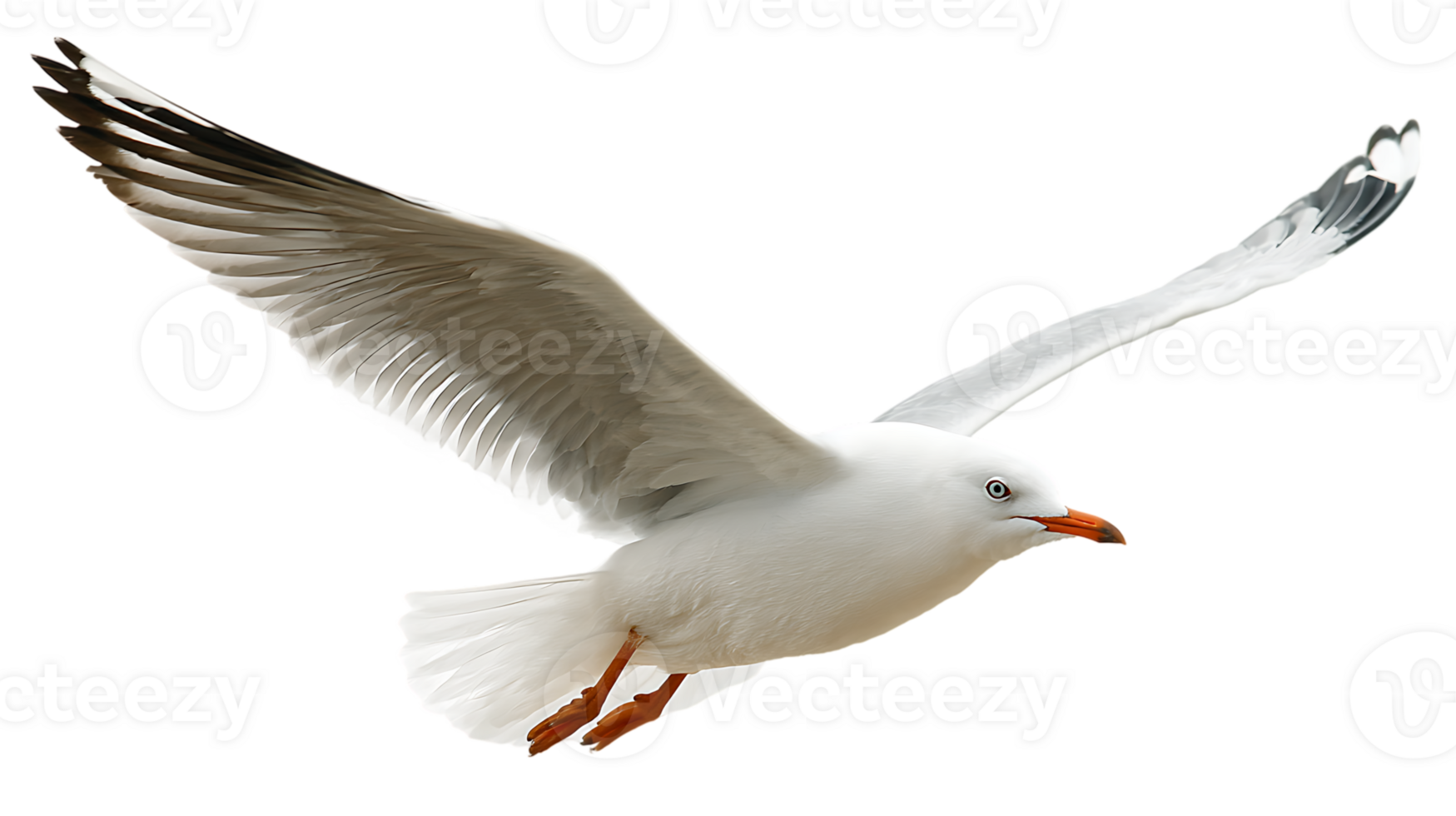 Majestic Seagull Bird Soaring with Open Wings Transparent Background Isolated Illustration png