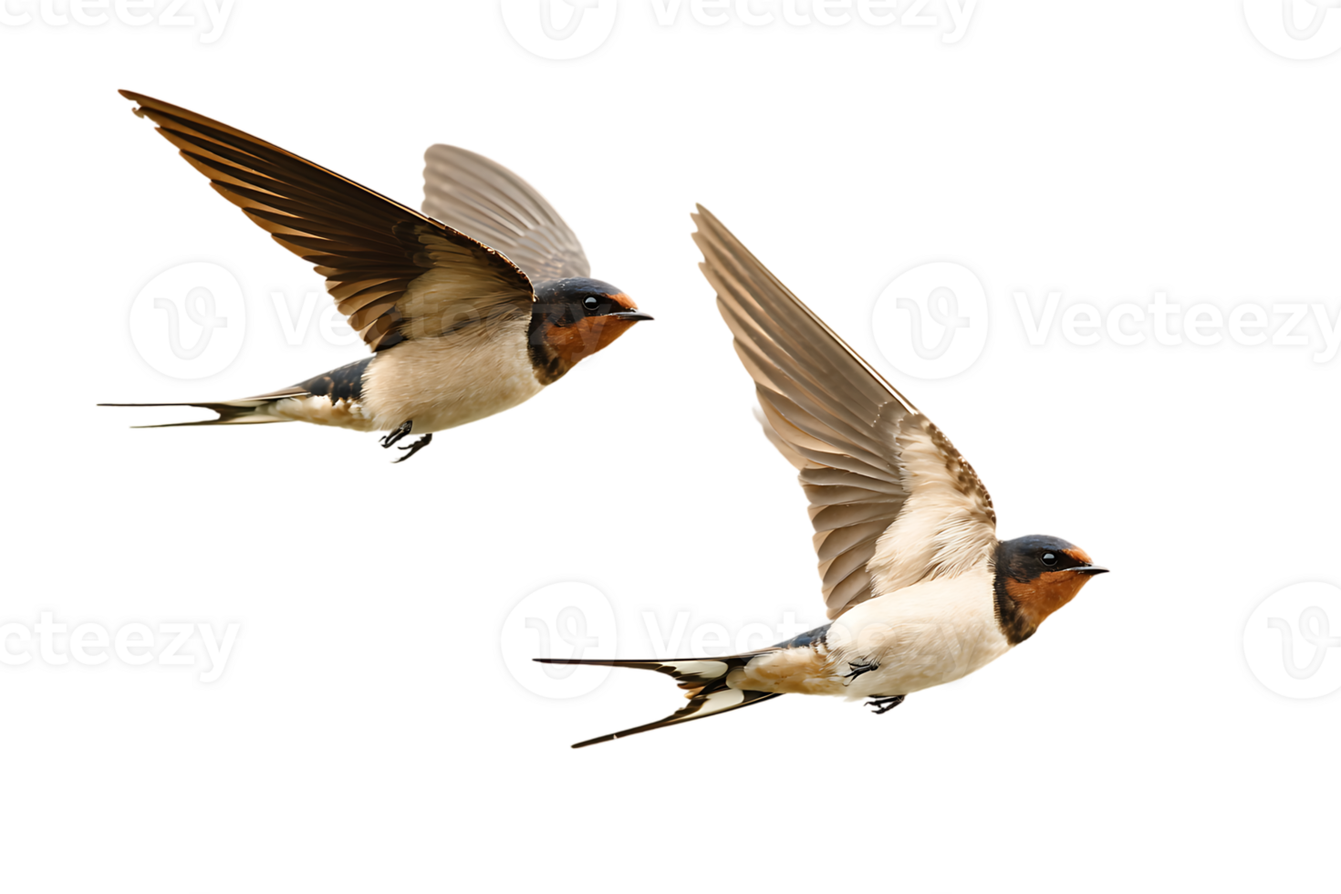 Barn Swallow Birds Flying Freely With Fully Open Wings Transparent Background Isolated png