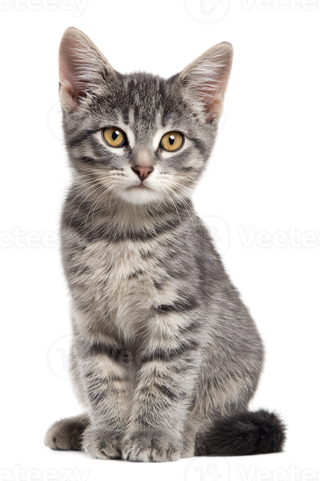 Isolated Young Grey Striped Cat Sitting Posing with a Transparent Background png