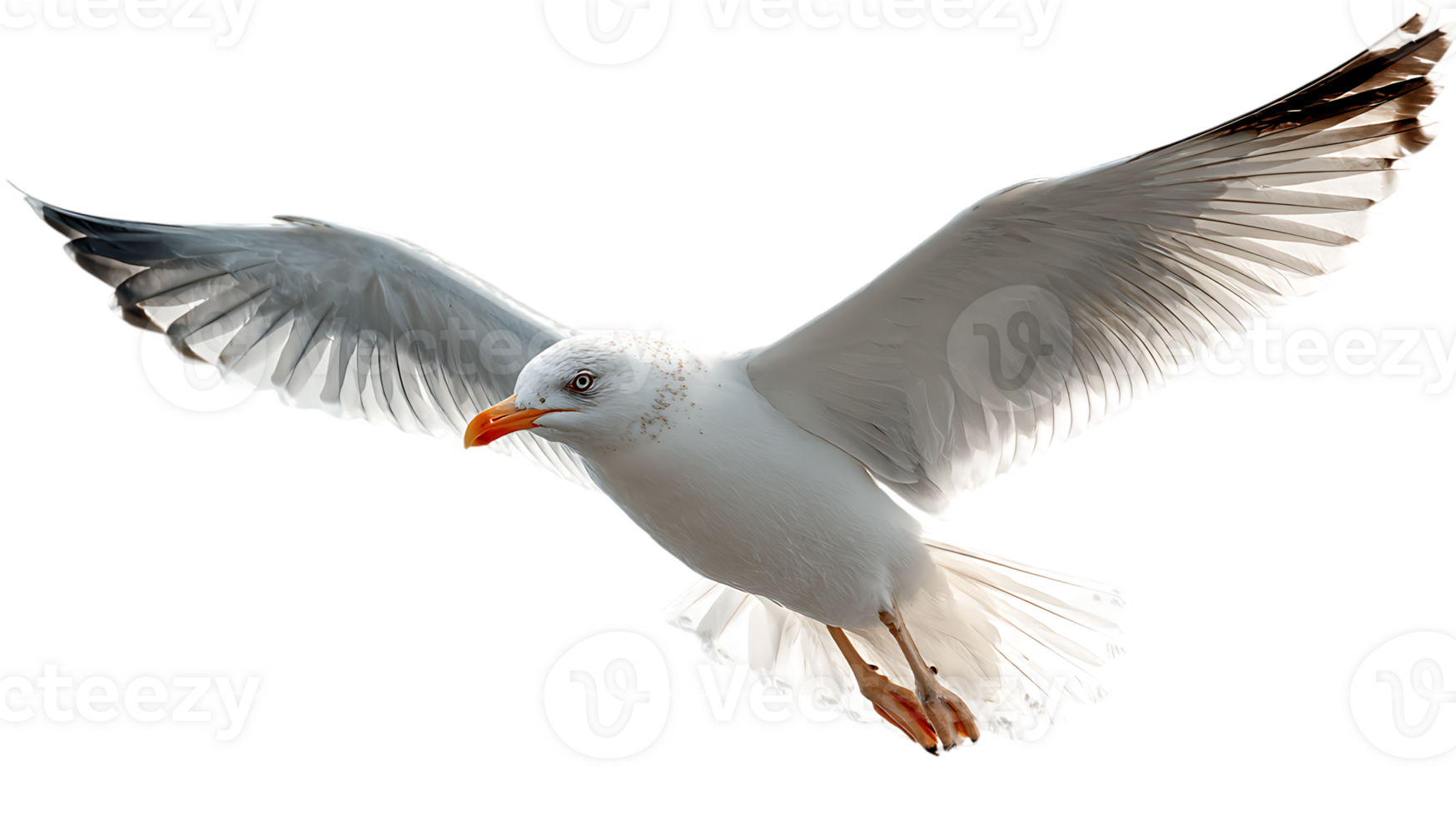 Beautiful Seagull Flying Freely with Open Wings Seagull Isolated Image Transparent Background png