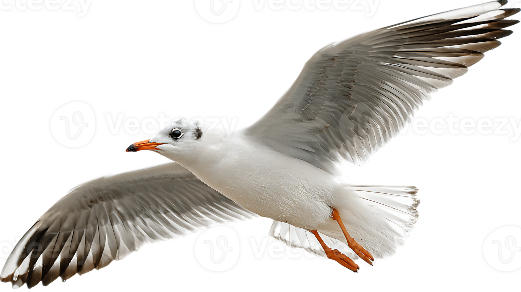 Seagull Soaring Freely Through the Sky with a Transparent Background Isolated Image png