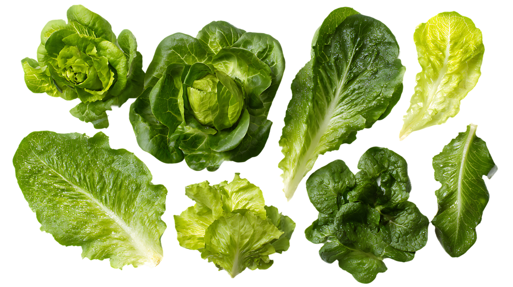 Fresh Green Lettuce Transparent Image Isolated Vegetable Raw Food Vegan Diet png