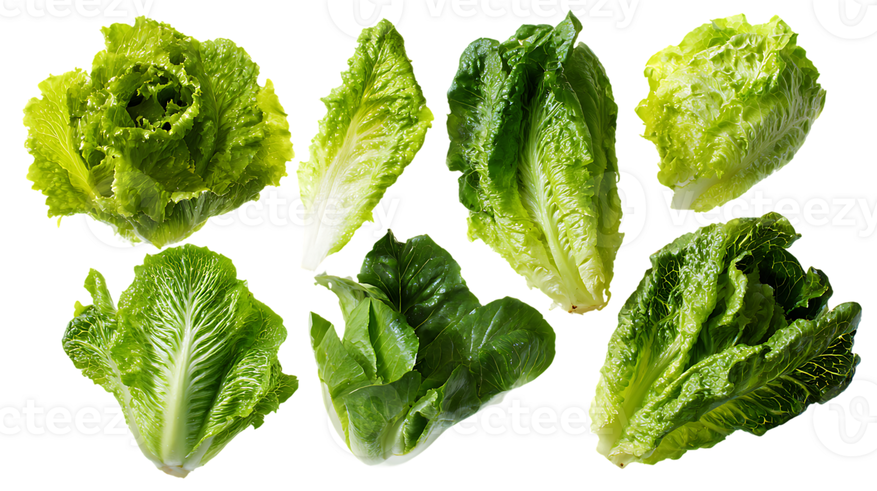 Fresh Lettuce Heads Transparent Background Isolated Green Garden Salad Ingredients png