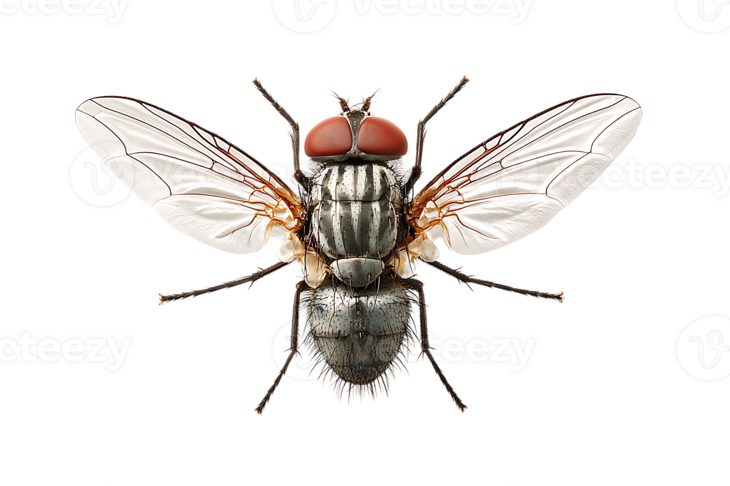 Detailed Close Up of a Fly on a Transparent Black Background png