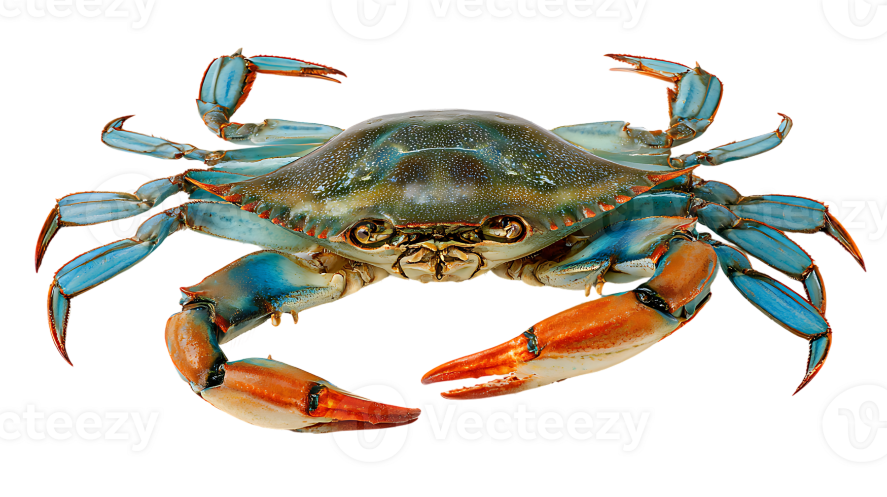 Realistic Blue Crab with Claws Up Isolated on Transparent Background Full Shot png