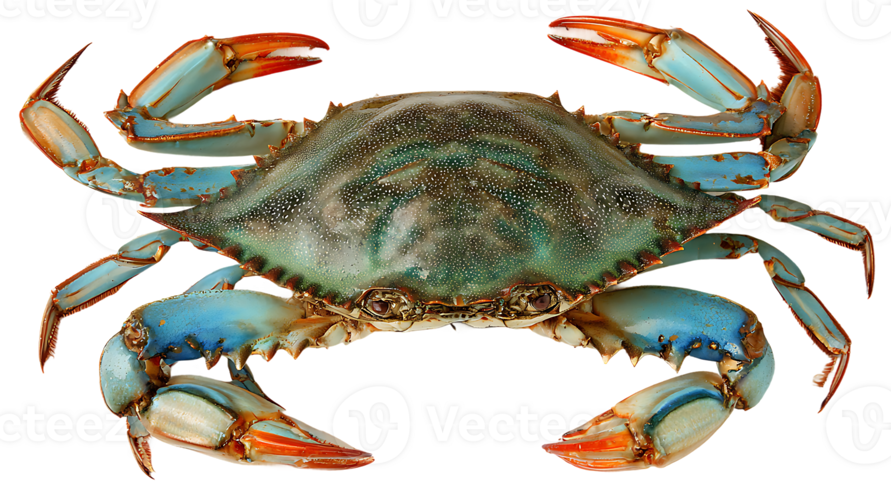 Isolated Crab Blue Crab with Transparent Background Seafood Delicacy with Detailed Texture png