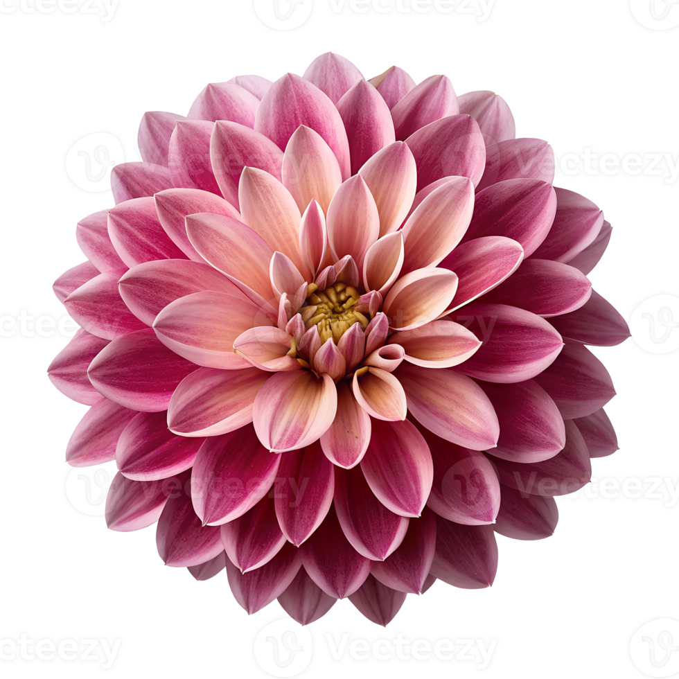 Beautiful pink dahlia flower with layered petals on transparent background png