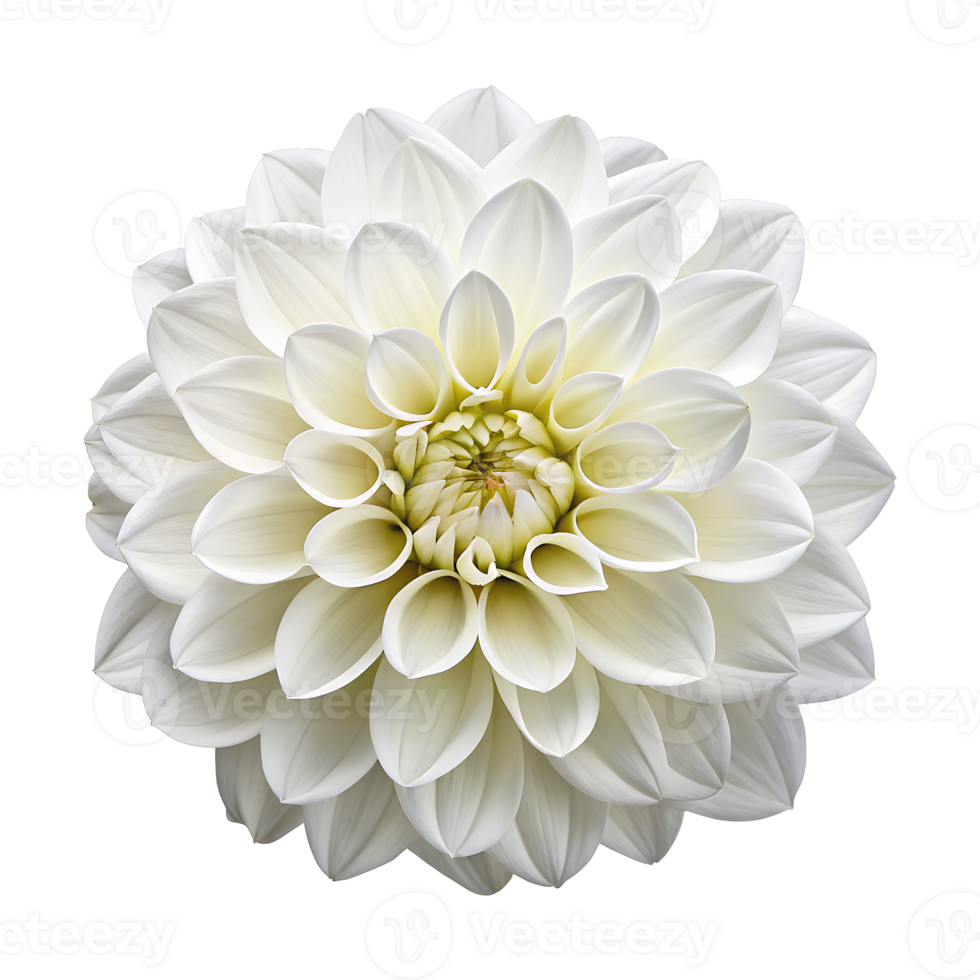 Beautiful close-up view of white dahlia flower in full bloom isolated on transparent background png