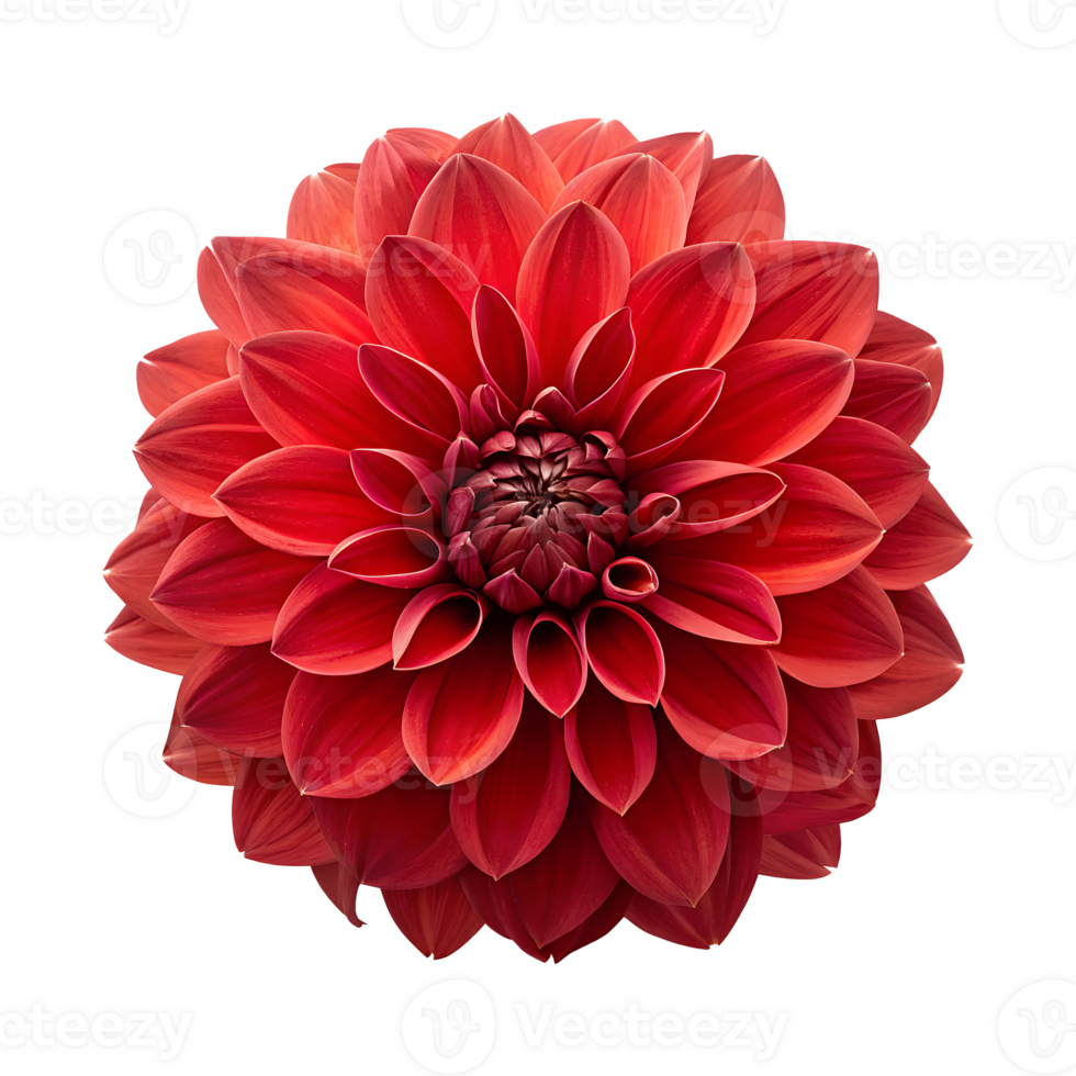 Beautiful red dahlia flower close-up in full bloom isolated on transparent background png