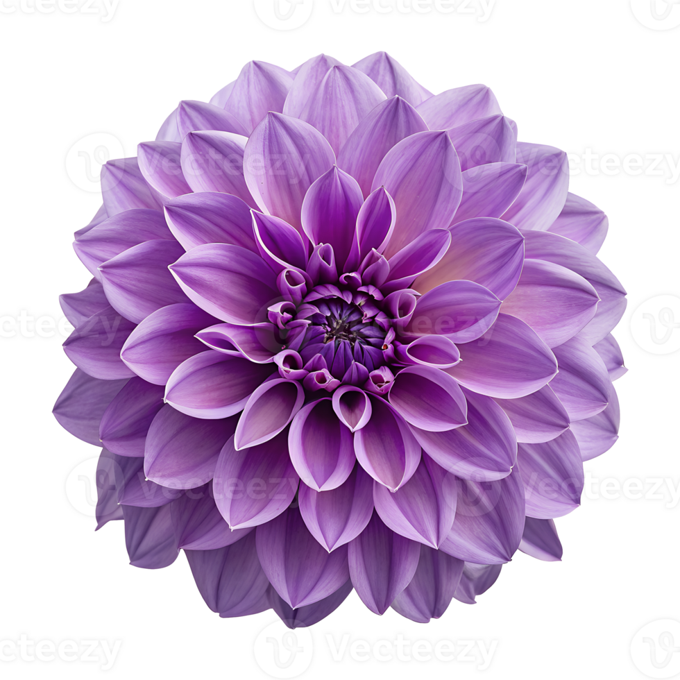 Beautiful purple dahlia flower close-up in full bloom isolated on transparent background png