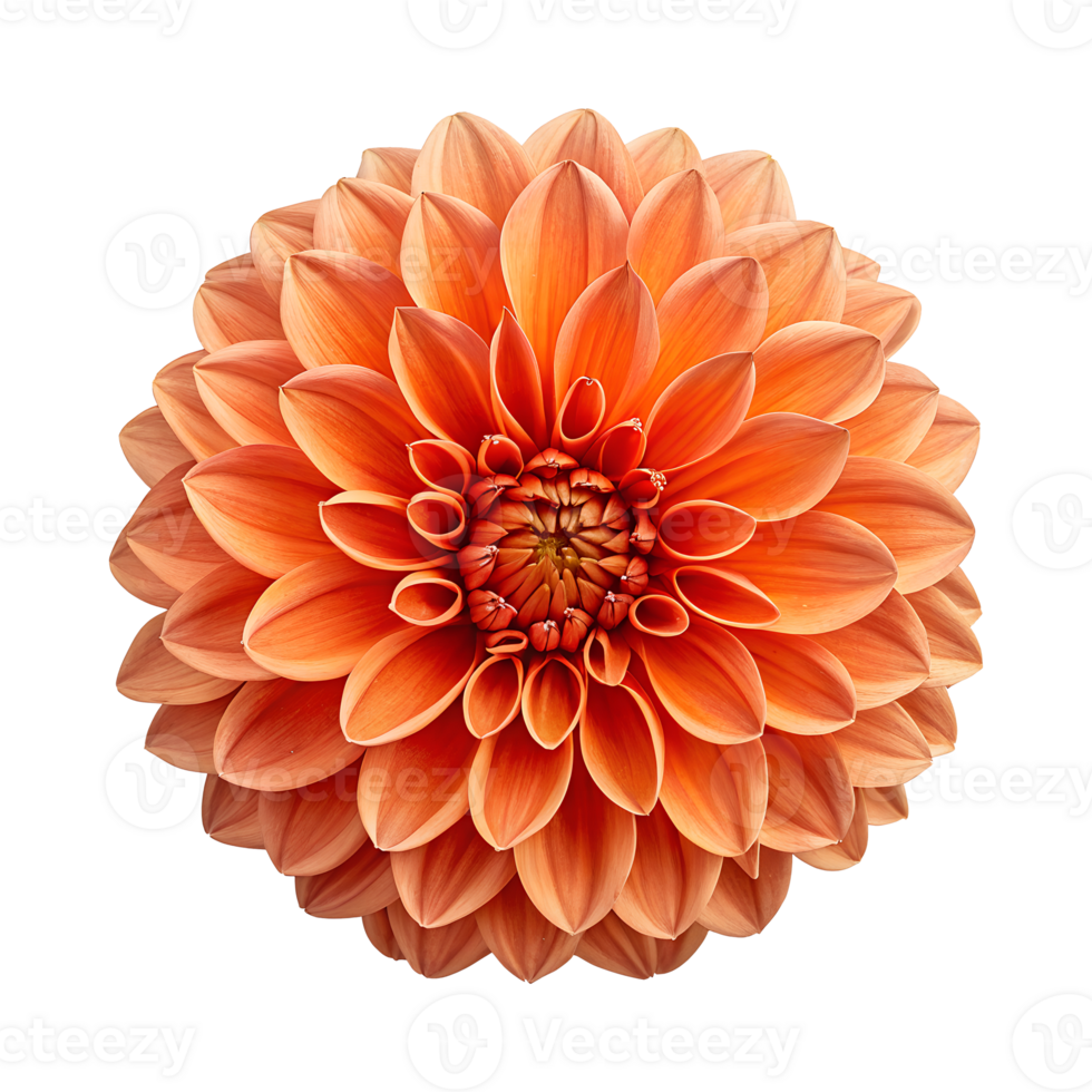 Elegant orange dahlia flower close-up in full bloom isolated on transparent background png