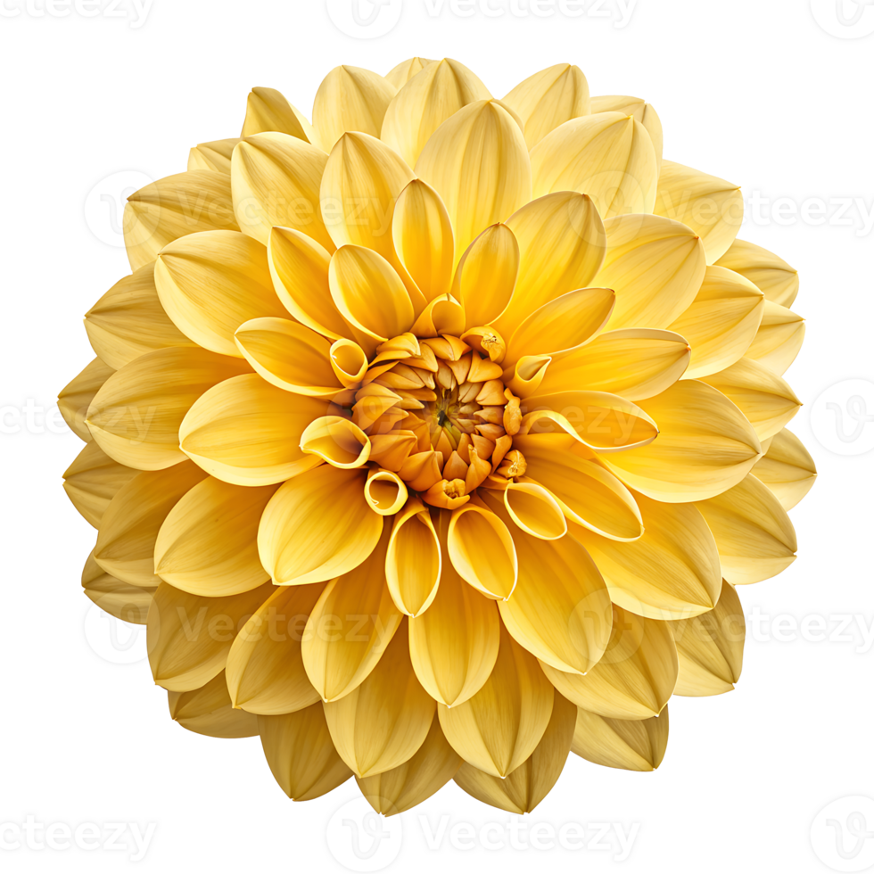 Full bloom yellow dahlia flower close-up view isolated on transparent background png