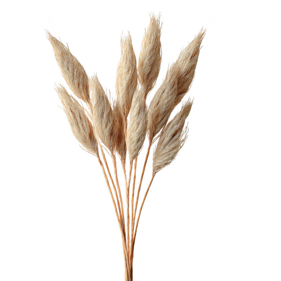 Dried seagrass arrangement coastal decor natural elements home styling bohemian decor aesthetic design organic materials interior decoration minimalist style floral arrangement png