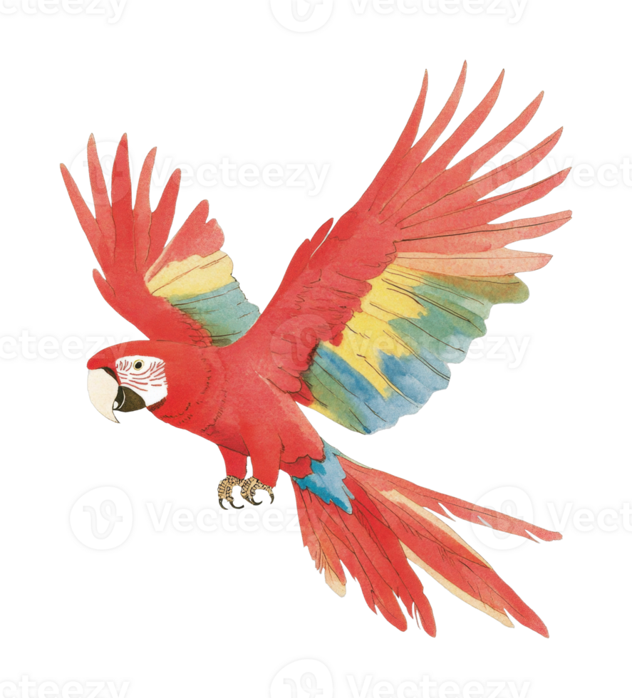 Vibrant scarlet macaw in flight with colorful wings spread png