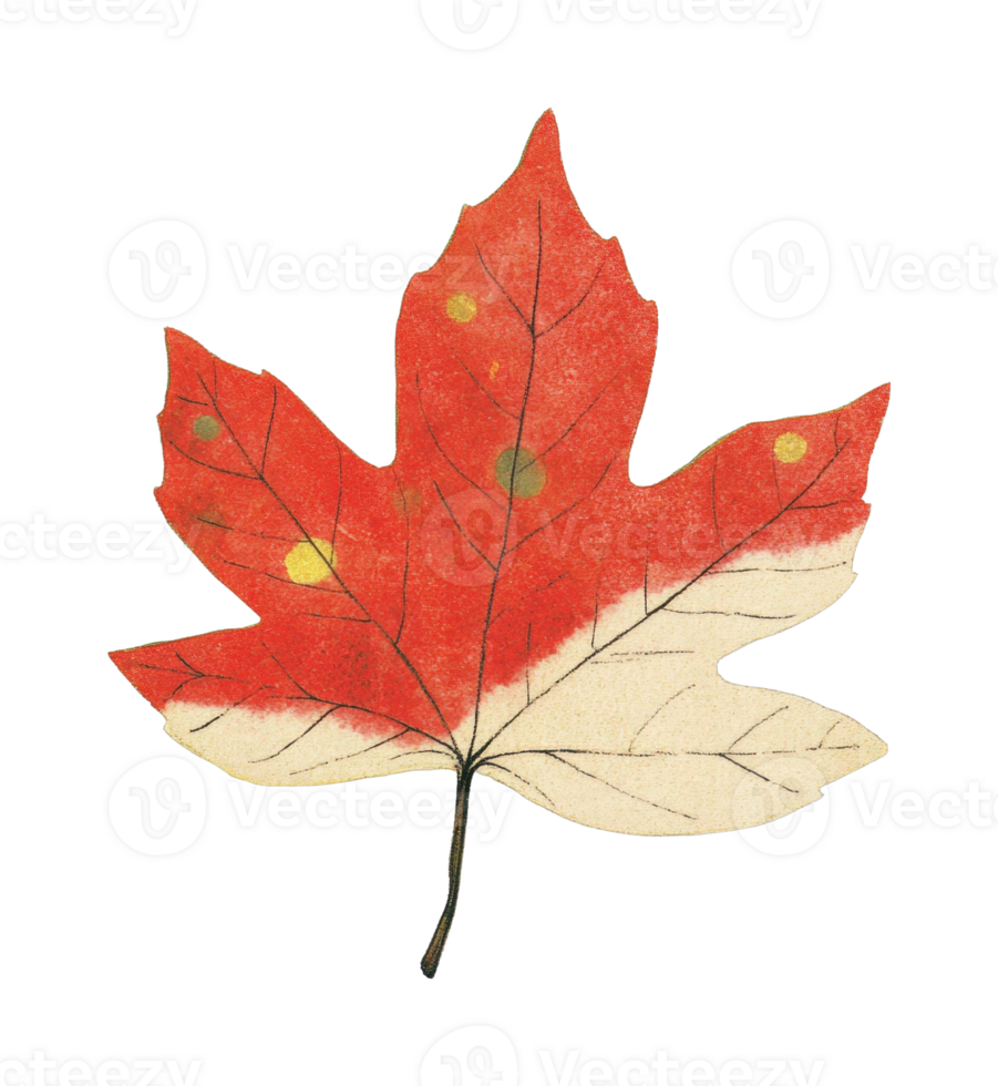 Detailed red and white maple leaf with distinctive veins and dots png