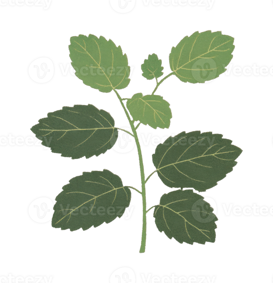 Green mint plant with multiple png