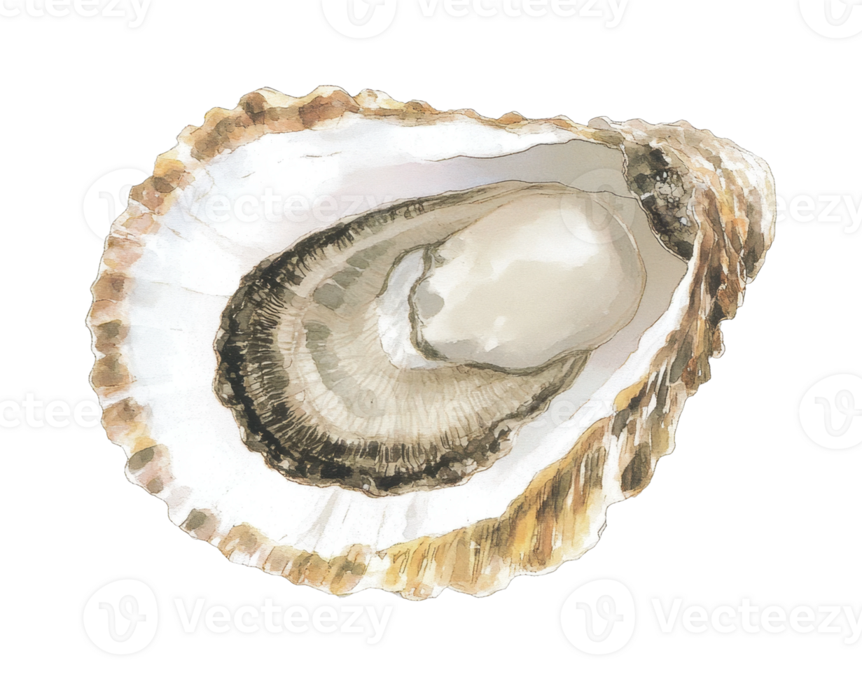 Detailed illustration of an oyster shell showing intricate texture png