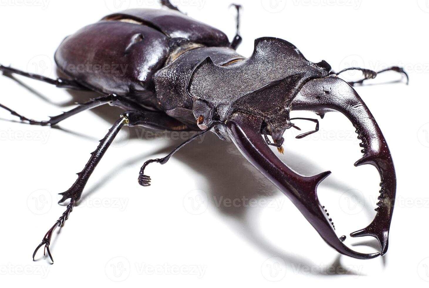 Stag beetle on white background closeup photo