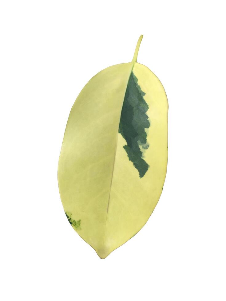 Miniature Umbrella leaf isolated on white background with clipping paths. photo