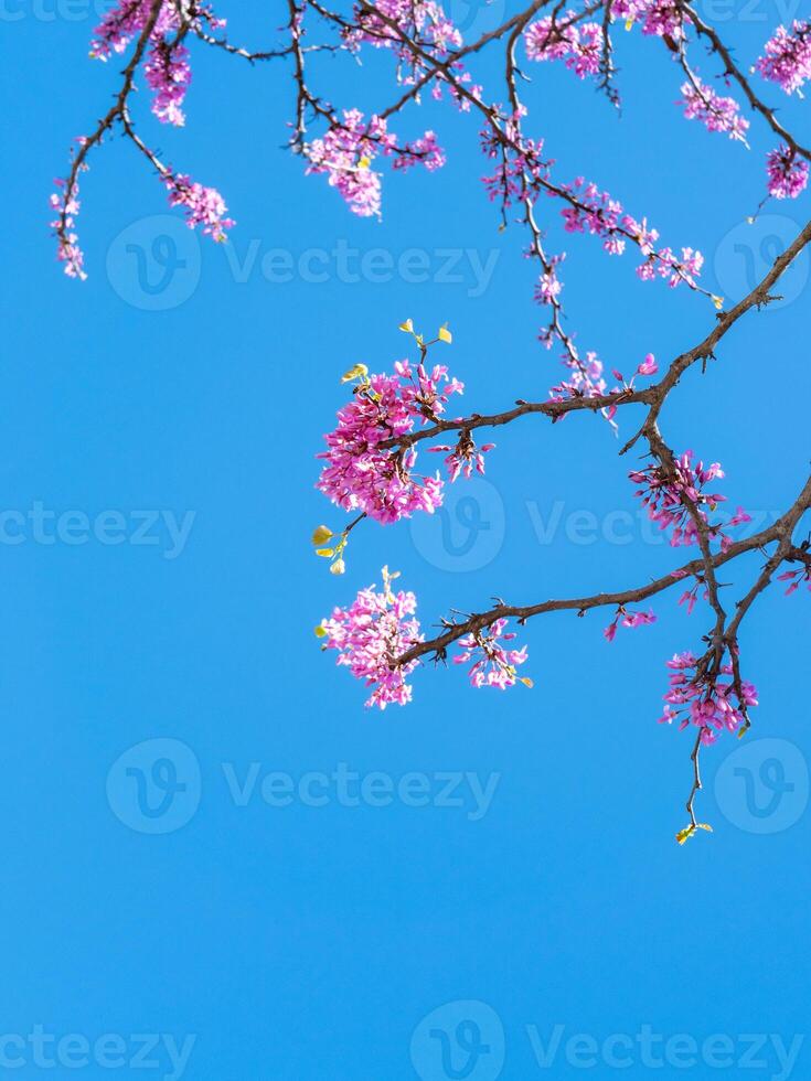 vertical image tree branches with pink flowers redbud against the blue sky on a clear day photo