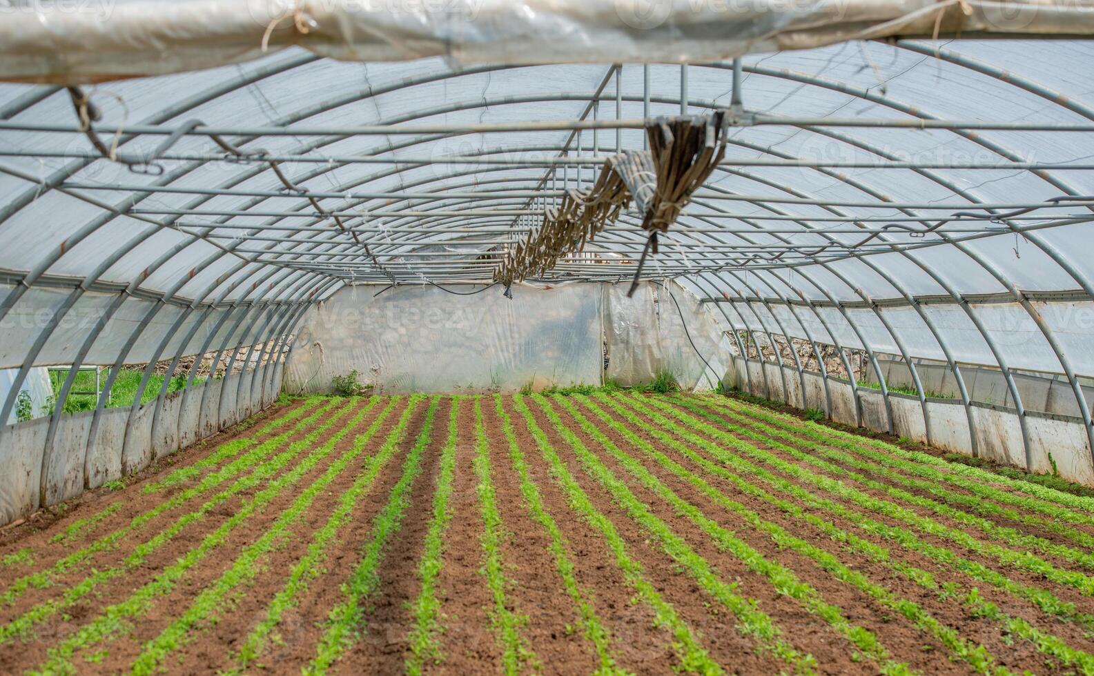 Seedlings growing in a greenhouse photo
