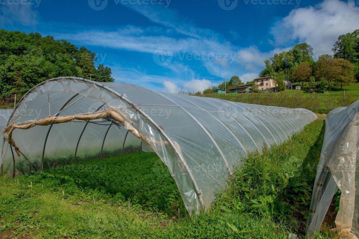 Greenhouse to protect vegetables from the cold photo