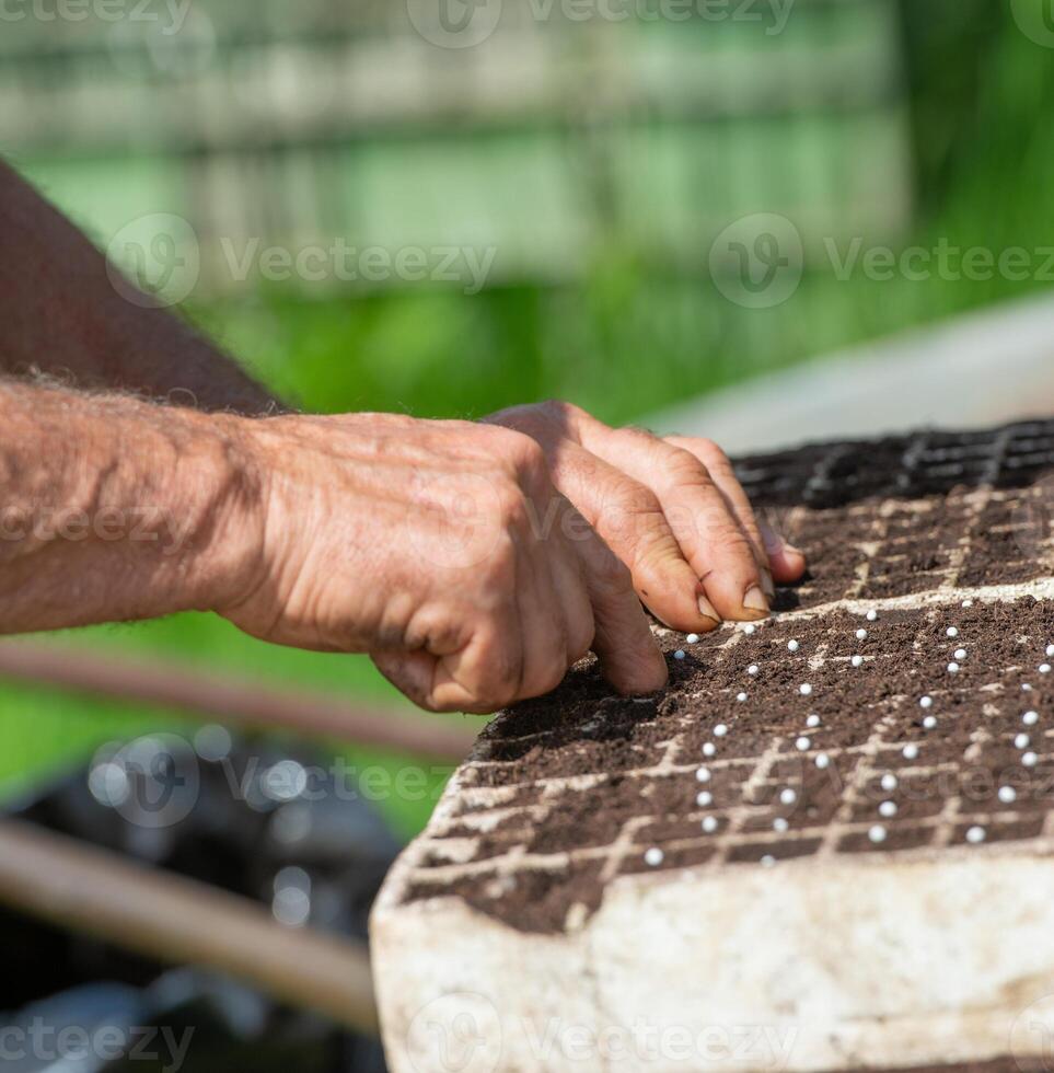 Farmer while doing germination, the fundamental process through which plants develop. photo