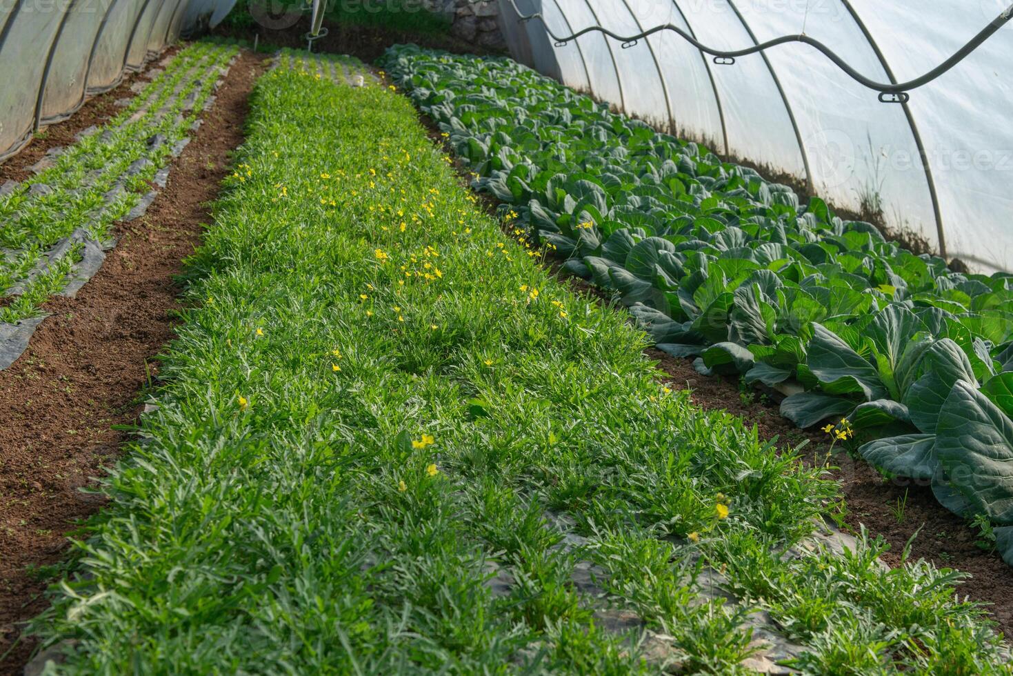 Vegetable cultivation in greenhouse photo