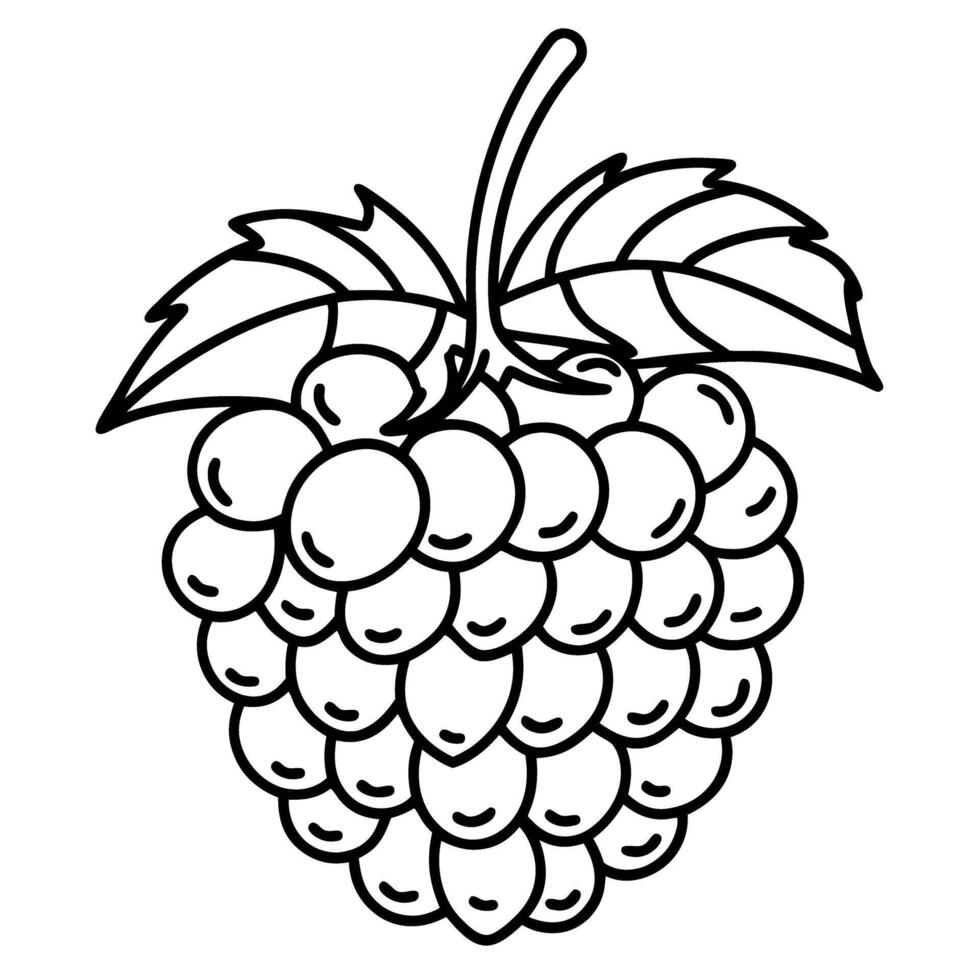 Blackberry line art detailed illustration of a cluster with leaves for coloring and design vector