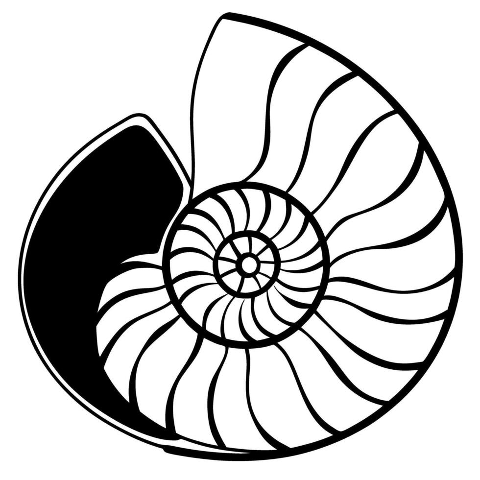 Nautilus shell illustration spiral pattern in black and white design nature, marine, symmetry vector