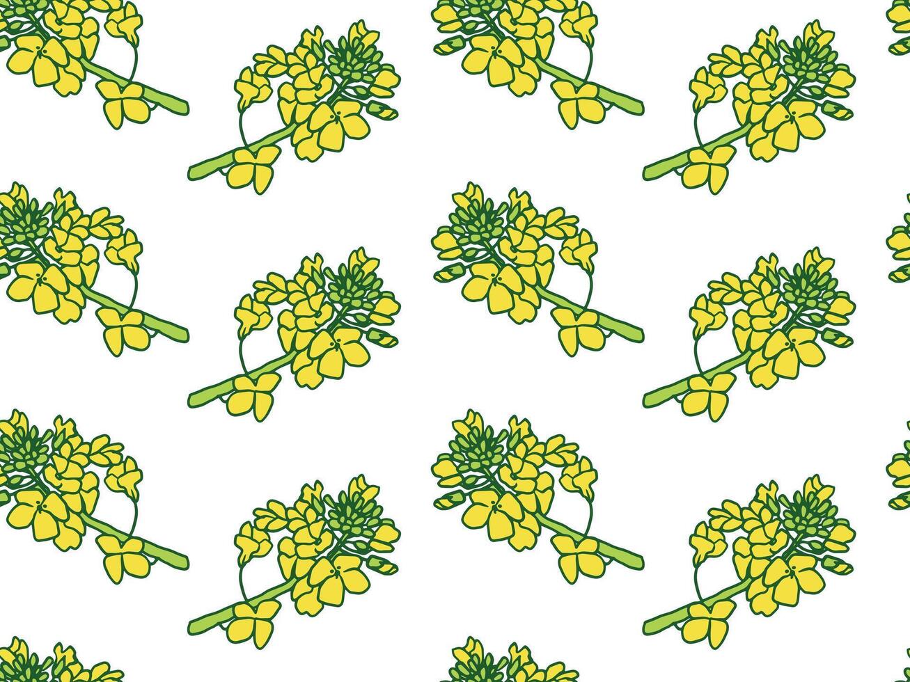 seamless pattern with yellow canola flower on white background, Canadian oilseed rapeseed varieties for oil product packaging design vector