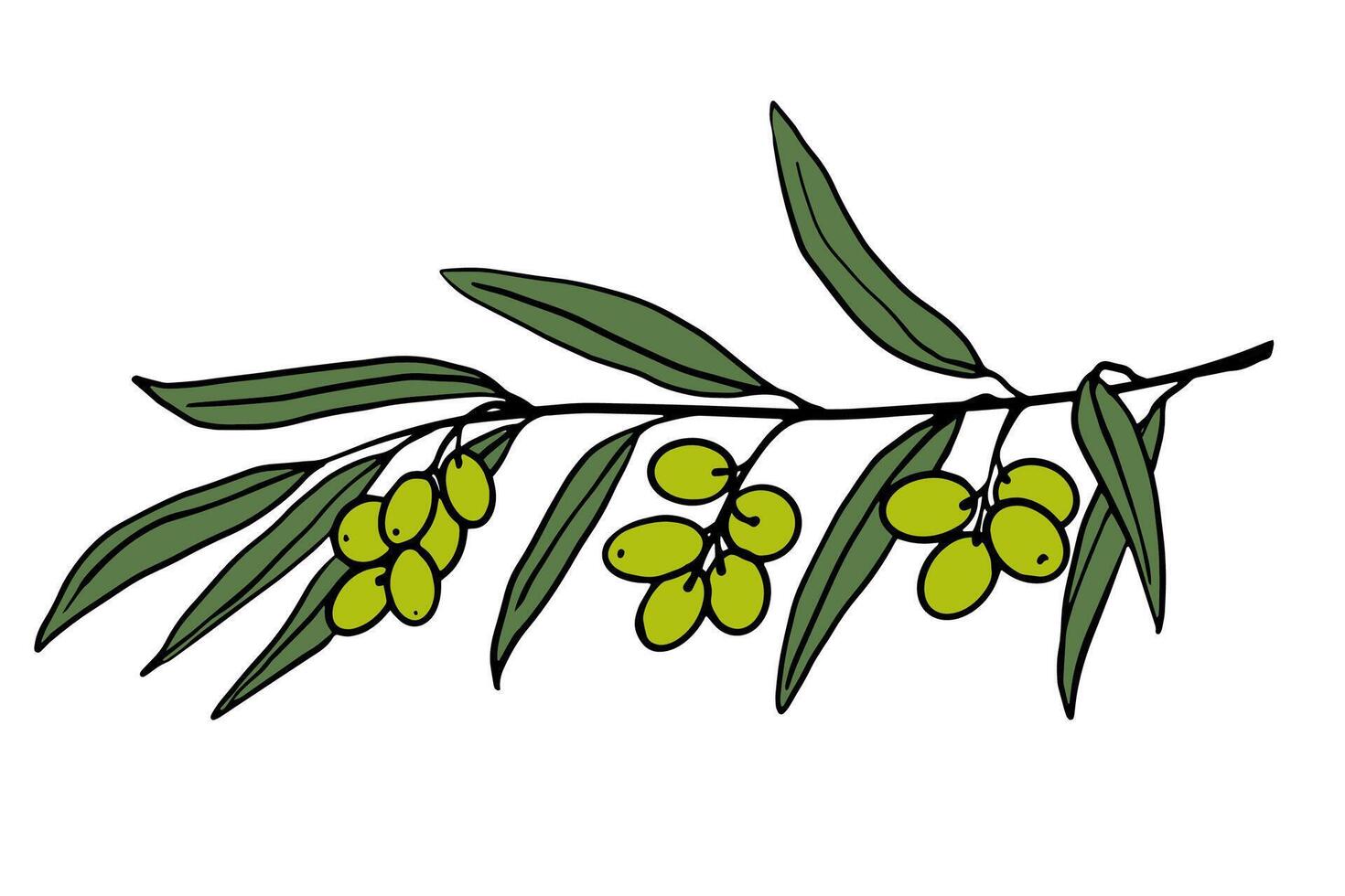 Hand drawn olive branch with green leaves and ripe olives on a white background. Great for labels, packaging, Mediterranean designs, and botanical decor. vector