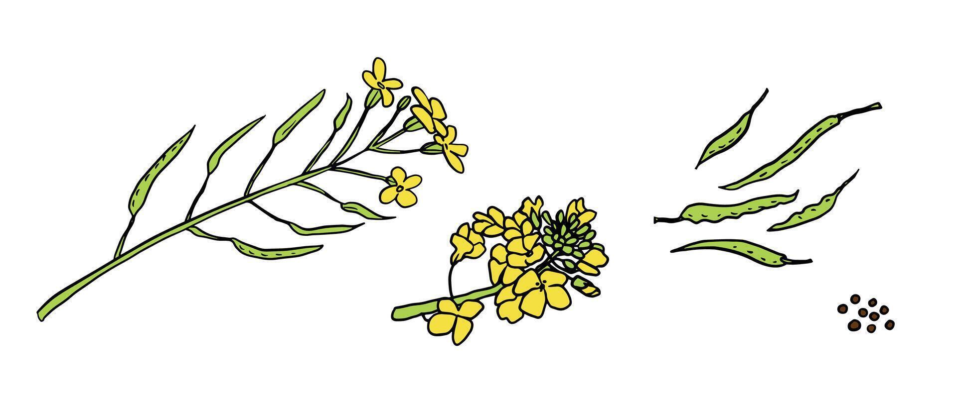 Hand drawn canola plant parts, flowers, pods, and seeds. Ideal for educational infographics, eco labels, packaging, farming guides, and botanical prints. vector