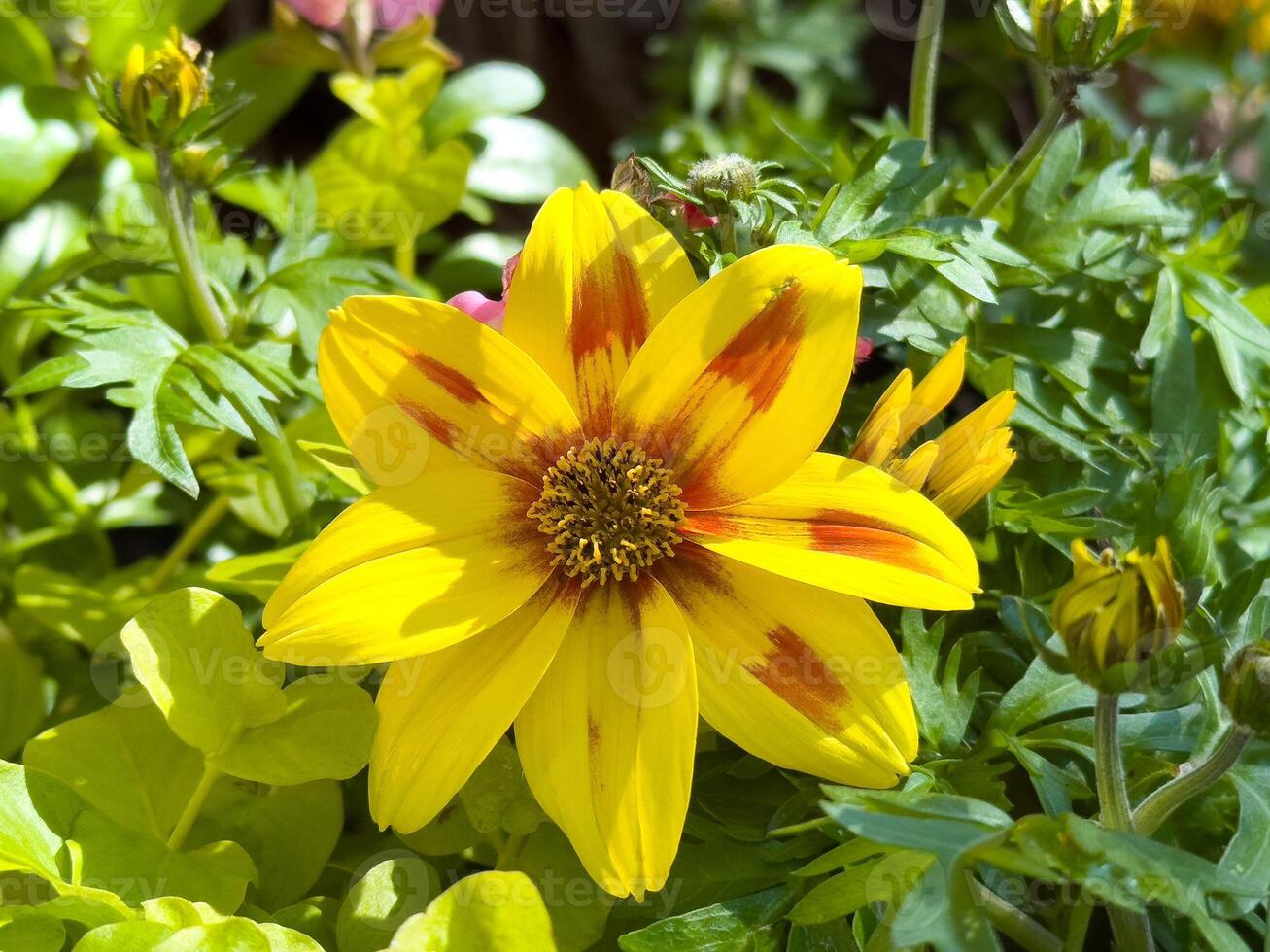 Bright yellow gazania flower in vibrant garden setting photo