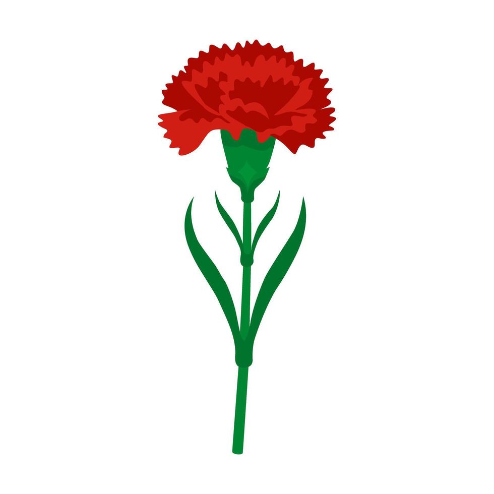 Single Red Carnation Flower with Stem vector