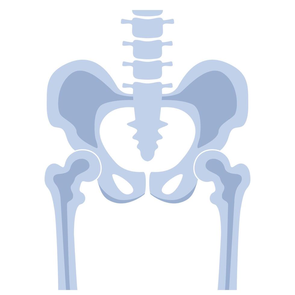 Hip joint pelvis human bones anatomy orthopedic medical diagnostic. Skeleton spine anatomical structure. illustration. vector