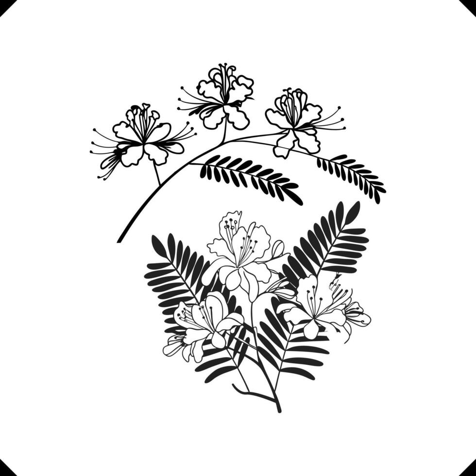 Two Krishnachura Flowers - Elegant Petal Arrangement, Slender Stems, and Detailed Leaf Structure in Line Art vector
