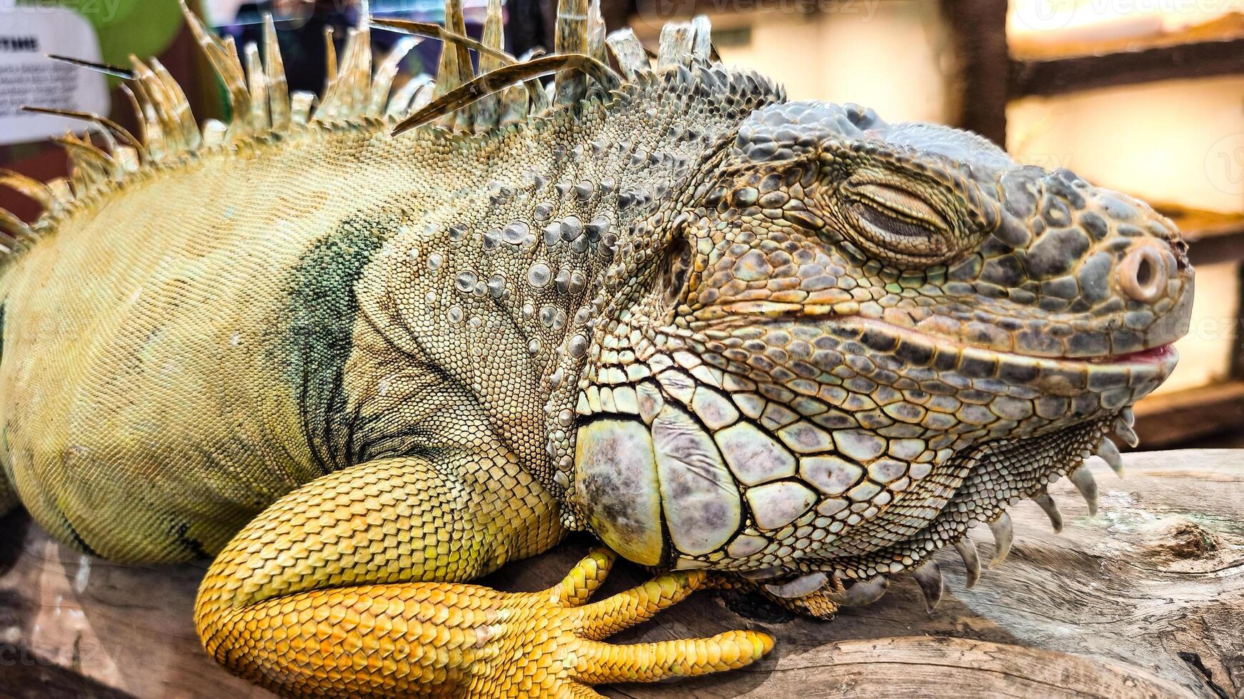 The iguanas scaly skin features a mix of green, yellow, and grey tones photo