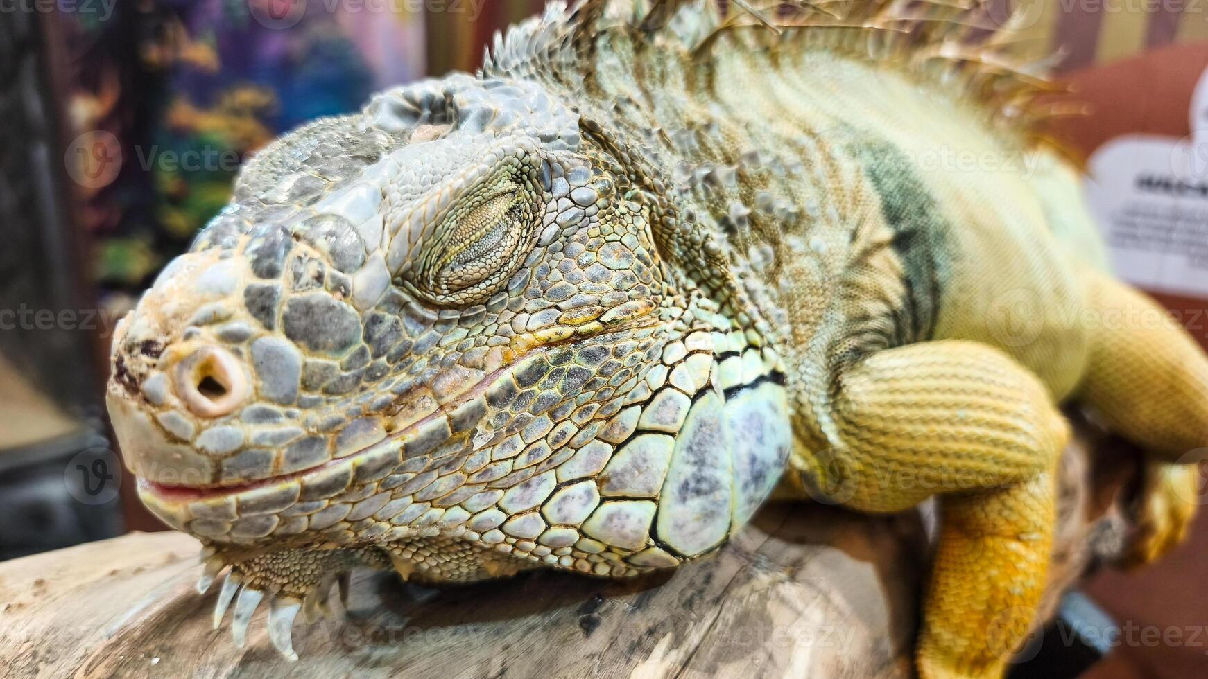 The iguanas scaly skin features a mix of green, yellow, and grey tones. photo