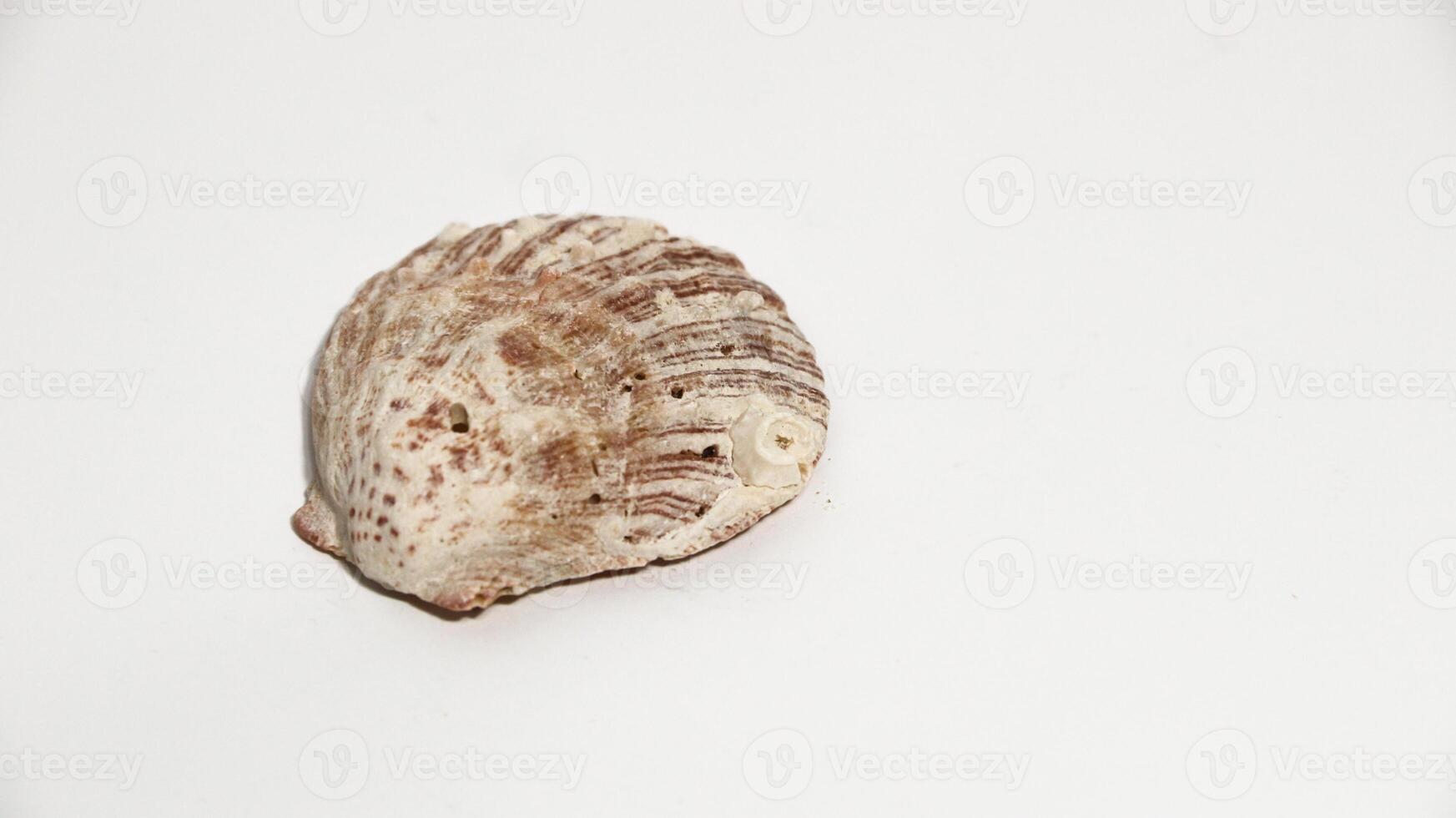 Close-up photo of a small, textured seashell with soft white and orange tones, resting on a clean white surface