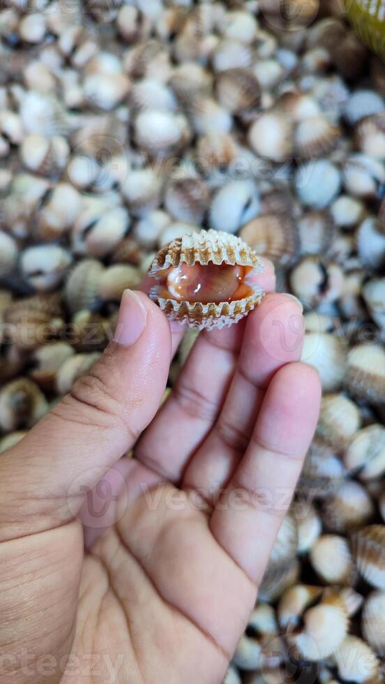 The overall presentation highlights the rustic and natural appeal of fresh seafood. photo