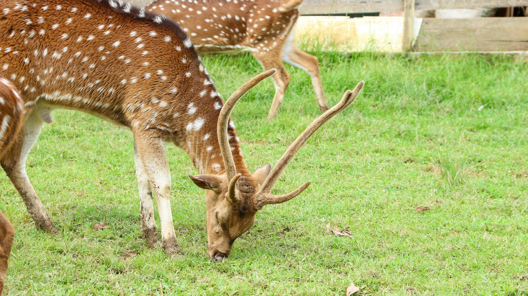 young deer grazing on dry hay in a paddock at a animal sanctuary on a sunny day. photo