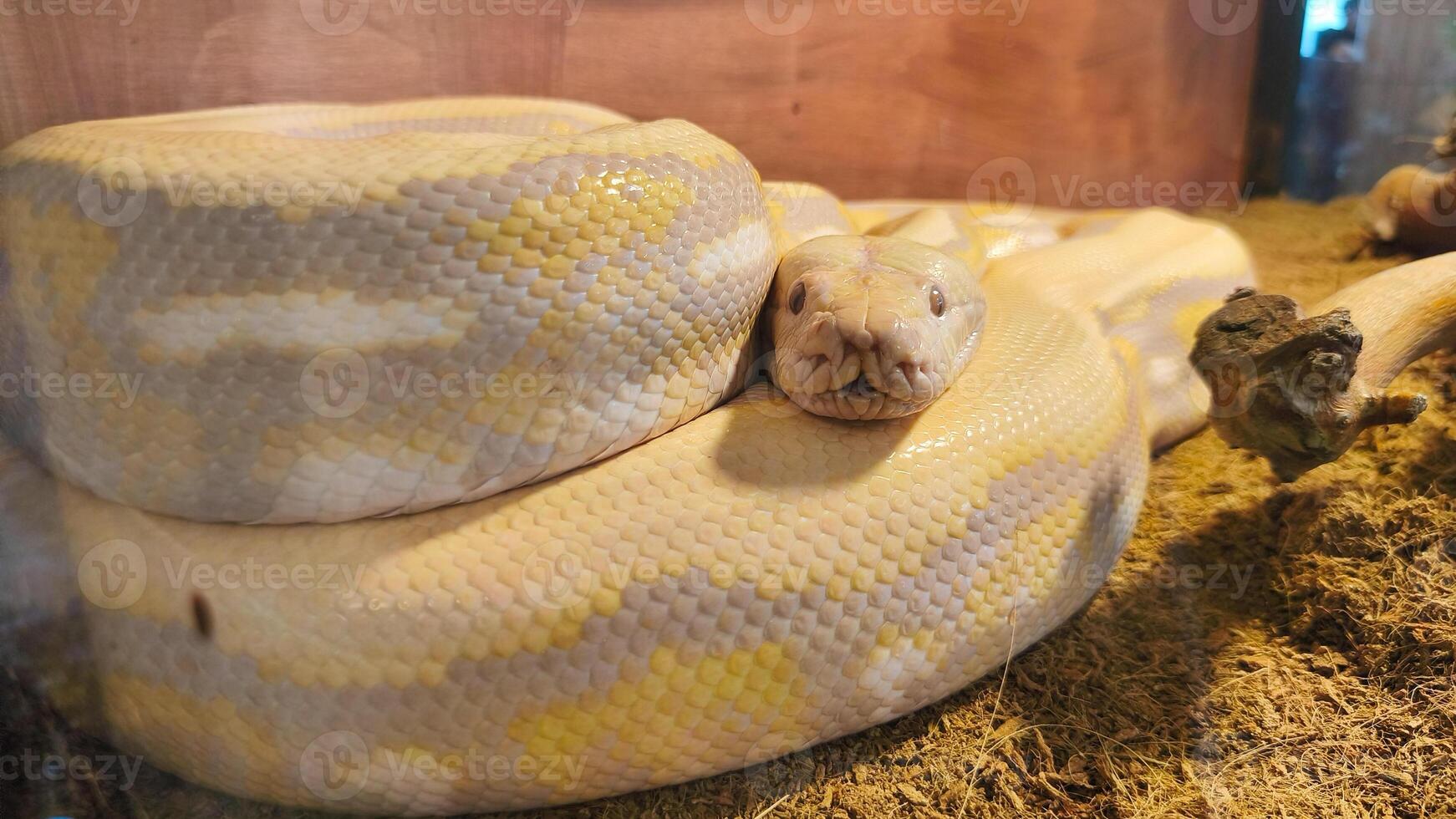 Its head rests calmly on the ground, showing no signs of aggression, photo