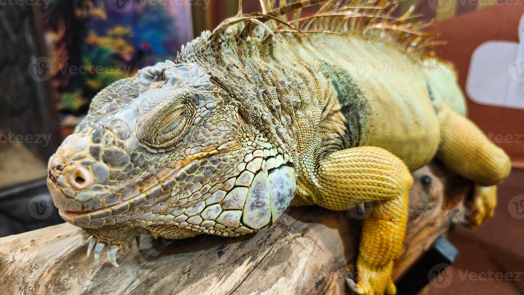 Its eyes are closed, suggesting it is relaxed or sleeping. photo