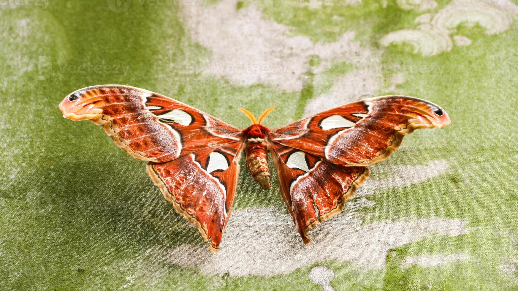 The elephant butterfly is a type of large-bodied butterfly that is widespread in tropical and subtropical Southeast Asia, photo